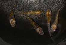 画像をギャラリービューアに読み込む, オーロラ黄ラメ　現物個体　死着保障を含む2ペア+1

